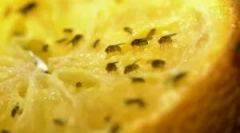 Načini da biste dobili osloboditi od voća